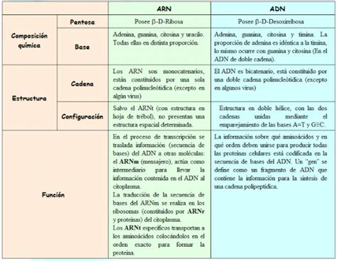 Cuadro comparativo entre adn y arn. Cuadros comparativos sobre ADN y ARN: Diferencias | Cuadro Comparativo