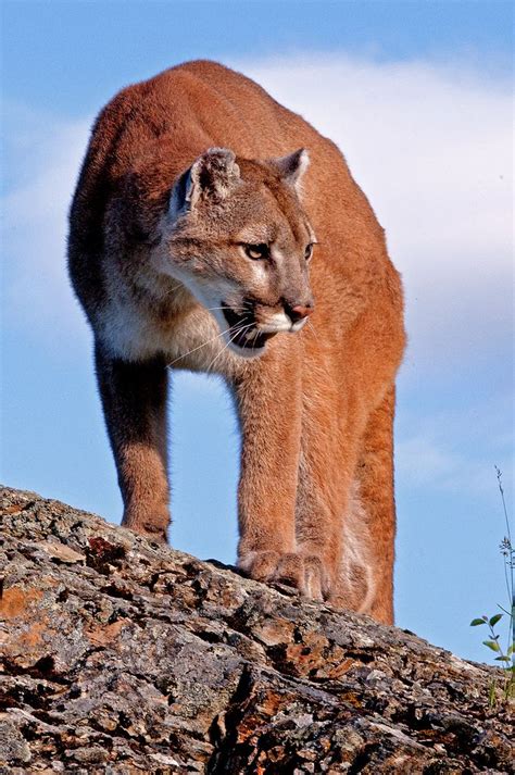 624 best images about cougar america s big cat on pinterest cats ghost cat and africa