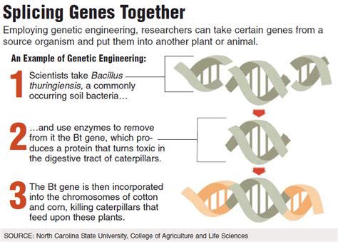 Transgenic organisms are a specific example of gmo. Genetically Engineered Foods - Why the Controversy?