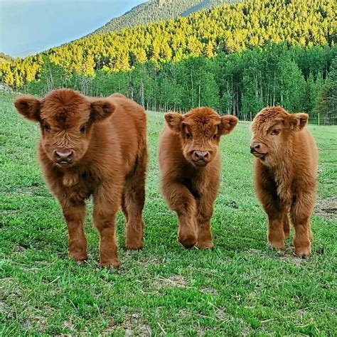 Best 12 Baby Highland Cows Artofit
