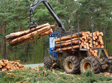 Timber Harvesting And Sales Pa Md And Nj Back Country Forestry