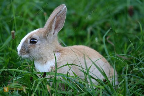 Kaninchen Bild Bestellen Naturbilder Bei Wildlife Media
