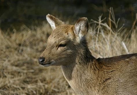Bill Hubick Photography Sika Deer Cervus Nippon