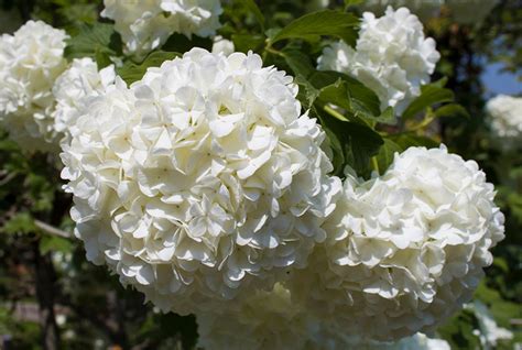 Five Popular White Flowering Trees Bioweed