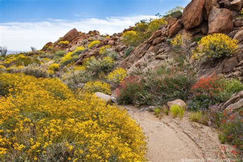 The Real Desert Garde California Native Landscape Desert Landscaping