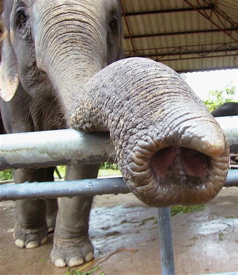 Elephant Trunk Flickr Photo Sharing