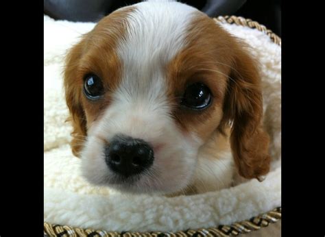35 Of The Most Cutest Puppies On Earth Yummypets