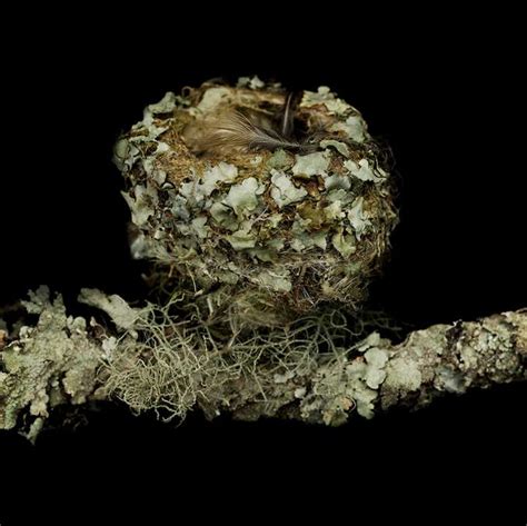 Bird Nests By Sharon Beals Freeyork