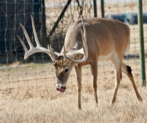 M3 Whitetails Big Texas Typicals Deer Breeder In Texas Whitetail