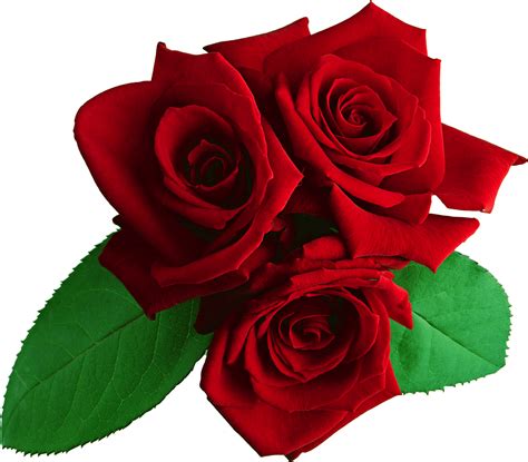 Rose Flower Transparent Background - Red Rose PNG Images - Free