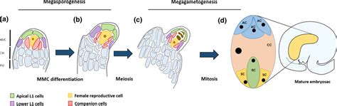 Schematic Representation Of Arabidopsis Thaliana Ovule Development A