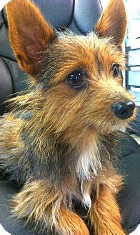Norwich terriers love the apartment life if a mixed breed is more your style, there are several norwich terrier mixed breeds out there. Pet not found