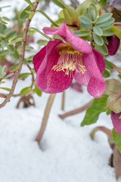 17 Best Plants That Bloom In Winter Flowers That Develop In The Cold