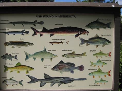 Types Of Fish In Minnesota