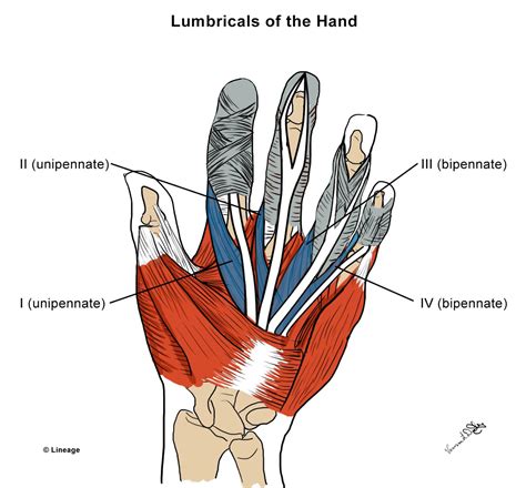 Palmar interossei are four small, unipennate muscles in the hand that lie within the metacarpal bones and are connected to the index, ring, and little fingers. Intrinsic Hand Muscles - MSK - Medbullets Step 1