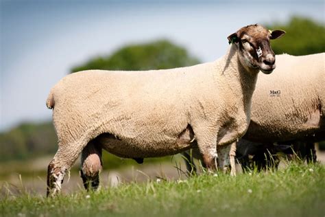 Primera Best Sheep Breed For Meat Innovis Breeding Sheep