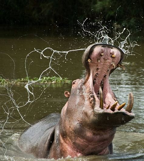 Wildlife Animals And Nature — Hippopotamus Photo By Aleolivieris In