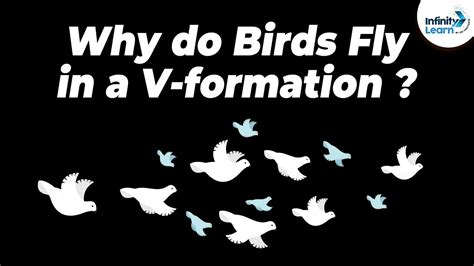 Why Do Birds Fly In A V Formation One Minute Bites Dont Memorise