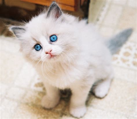 Ragdoll Information Health Pictures And Training Pet Paw