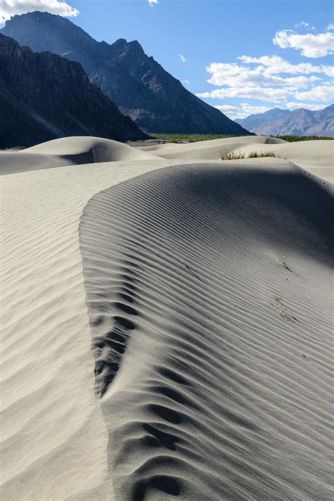 Nubra Valley Sand Dunes Ladakh By Grant Dixon