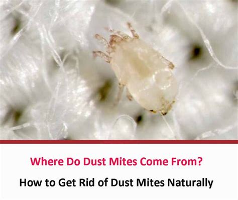 Where Do Dust Mites Come From All About Dust Mites