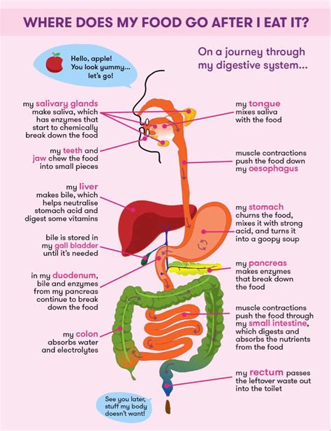 Pin By Patty Saewert On Good To Know Human Digestive System Basic