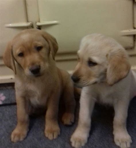 Labrador Retriever Puppies For Sale Houston Tx 285523