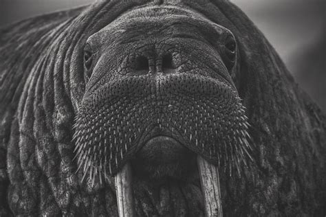 Female Walrus Closeup Photograph By Mountain Dreams Fine Art America