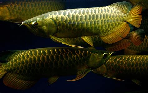 Blok888 Top 10 Most Beautiful Freshwater Fish In The World 1