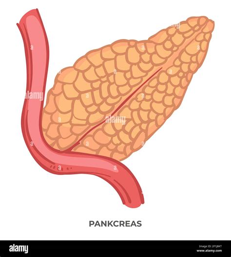 Pancreas Organ Of Human Body Biology And Anatomy Stock Vector Image