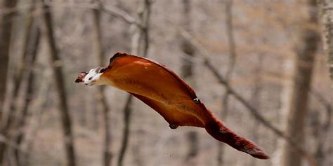 Laotian Giant Flying Squirrel L Dazzling New Discovery