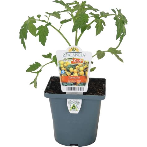 Growfresh Pot Tomato Sunshine 100 100mm Mitre10