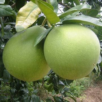 Citrus grandis, citrus maxima, citrus decumana, shaddock. Sarawakiana: Pomelo : A Great Fruit