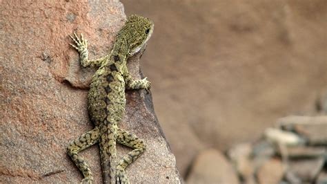 Nature Reptile Animals Wallpapers Hd Desktop And