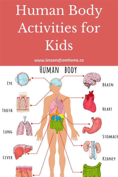 Learn The Human Body With Apologia Anatomy