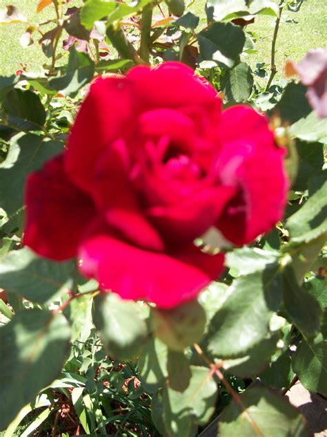 Share the best gifs now >>> Love my roses | Rose, Flowers, Plants