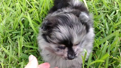 Bloodlines are eli/colby and royale. Prince & Tigger Blue Merle Pomeranian Puppies *Sold - YouTube