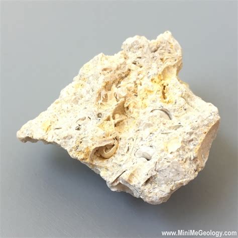 Fossiliferous Limestone Sedimentary Rock Mini Me Geology