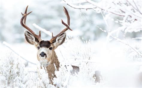 Deer Winter Snow Hd Wallpaper Eagle Wallpaper Animal Wallpaper