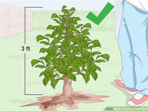 How To Grow A Tea Plant With Pictures Wikihow