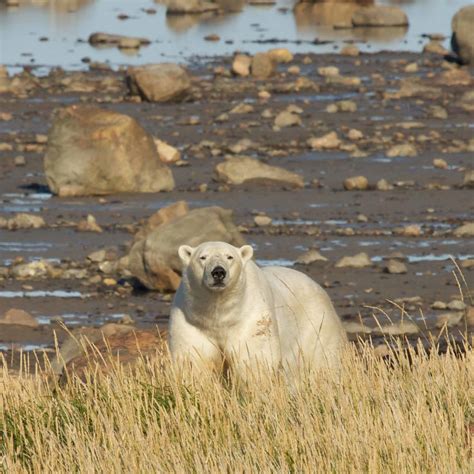 Top 185 Arctic Tundra Animals And Plants