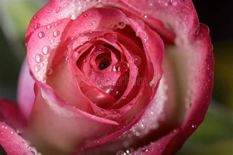 Macro Rose Stock Photo Image Of Love Summer Rose Romantic 69424608
