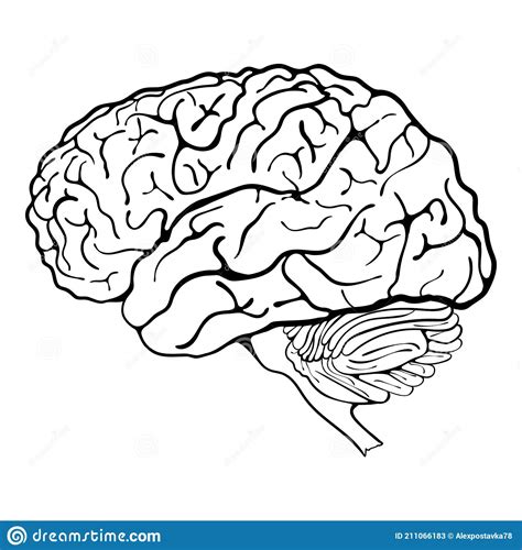 Cerebro Humano Ilustraci N Del Vector Ilustraci N De Cerebro