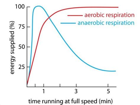 Anaerobic Respiration Teaching Resources