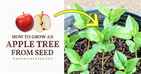 How To Grow An Apple Tree From Seed Tutorial