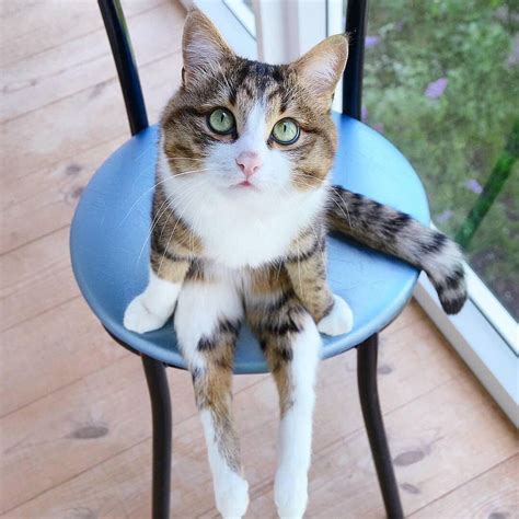 Pretty Cat Sitting 0n Chair Like Human Funny Cats And Dogs Cute Cats