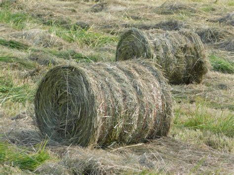 Closeup Of Two Round Hay Grass Baled With Blue String Wrapped Around
