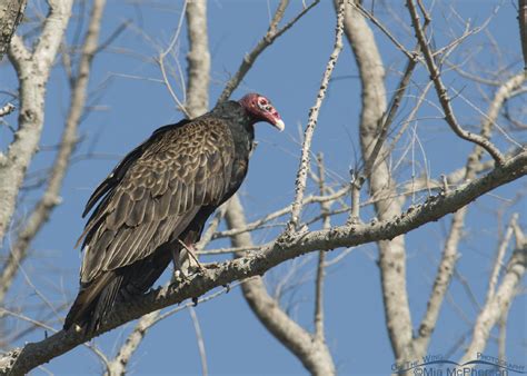 Turkey Vulture Roosting In A Tree Mia Mcphersons On The Wing Photography
