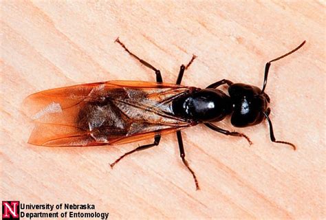 Carpenter Ants Department Of Entomology