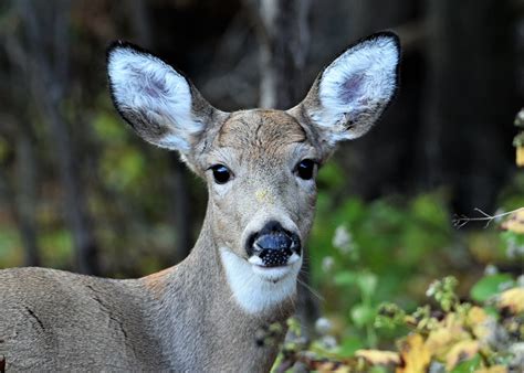 Njdep Fish And Wildlife Residents Asked To Keep An Eye Out For Ehd In Deer
